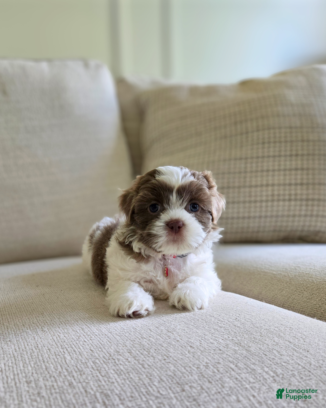 Shih Tzu dogs Poppy - Ad 12