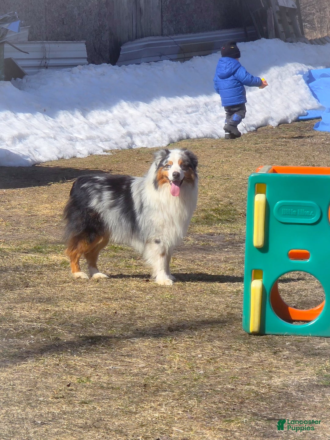 Australian Shepherd dogs for sale: Echo - Ad 10