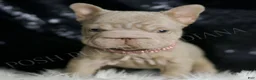 French Bulldog dogs for sale: Baby Boop - Ad 2