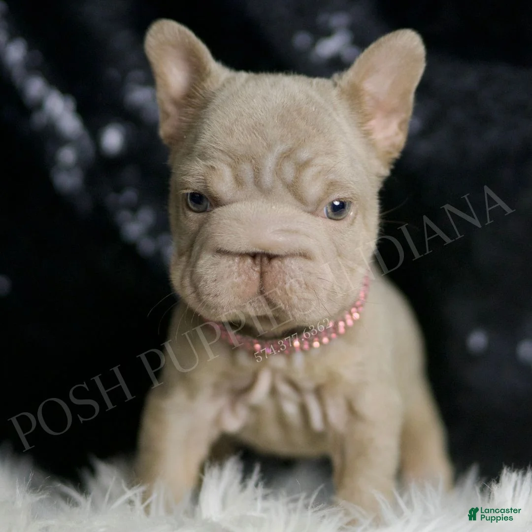 French Bulldog dogs for sale: Baby Boop - Ad 2