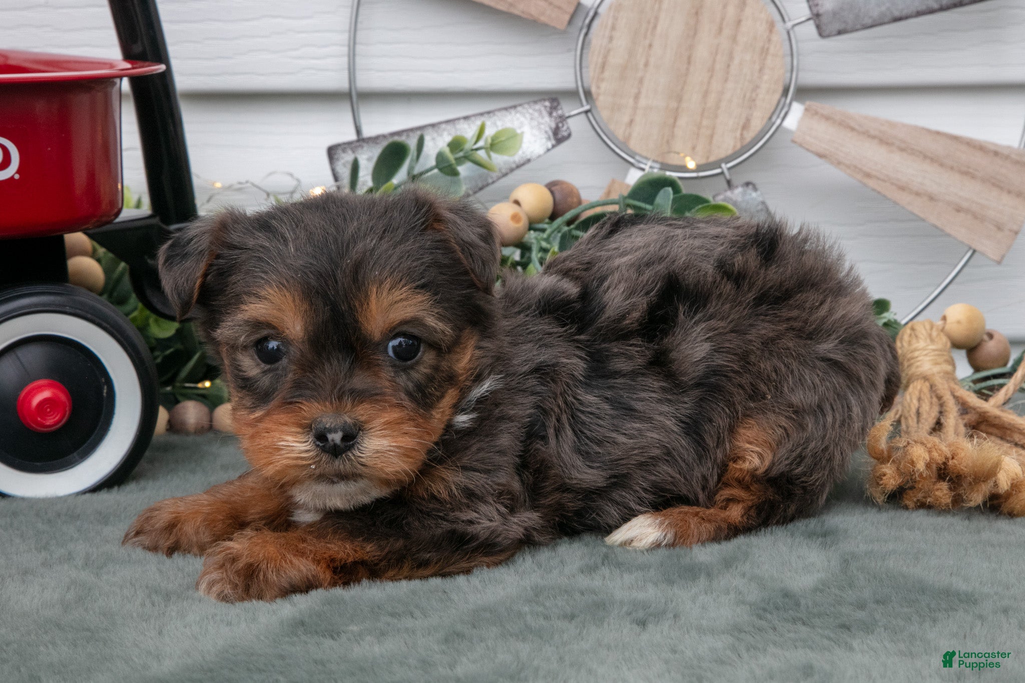 Yorkiepoo dogs Trina - Ad 38