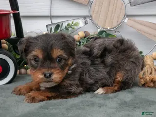 Yorkiepoo dogs Trina - Ad 38