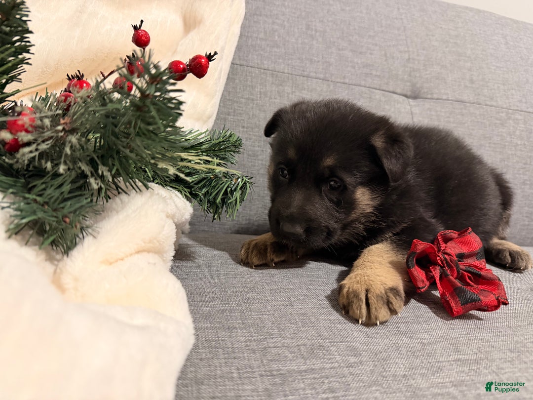 German Shepherd dogs for sale: German Shepherd Puppy 4 - Ad 4