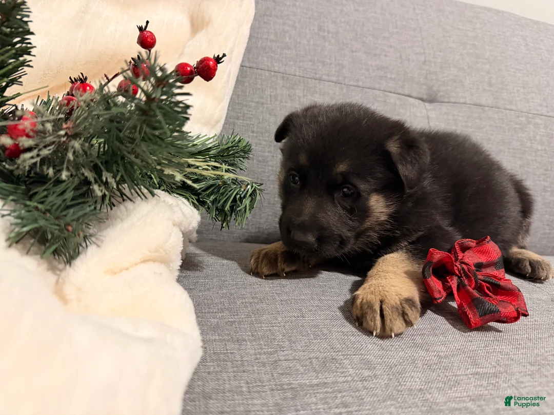 German Shepherd dogs for sale: German Shepherd Puppy 4 - Ad 4