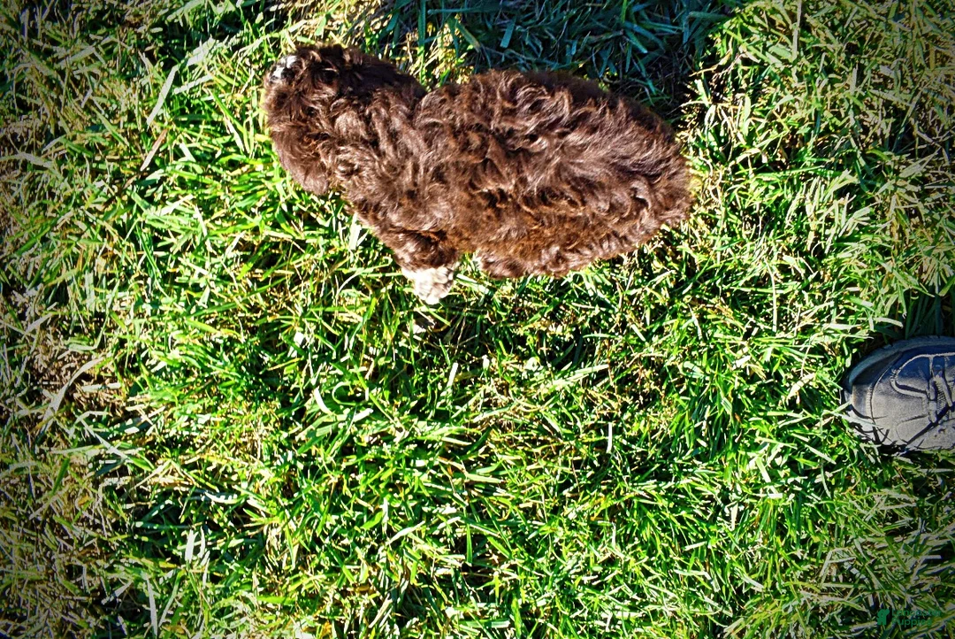 Havapoo dogs for sale: Sunny - Ad 9