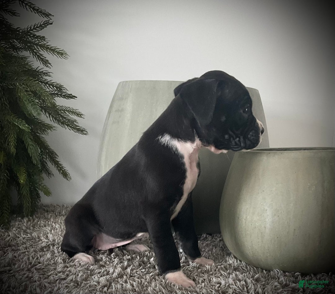 Boxer dogs for sale: Bella - Ad 3