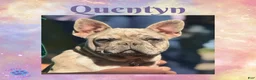 French Bulldog dogs for sale: Quentyn “Yellow” Collar, Male - Ad 3