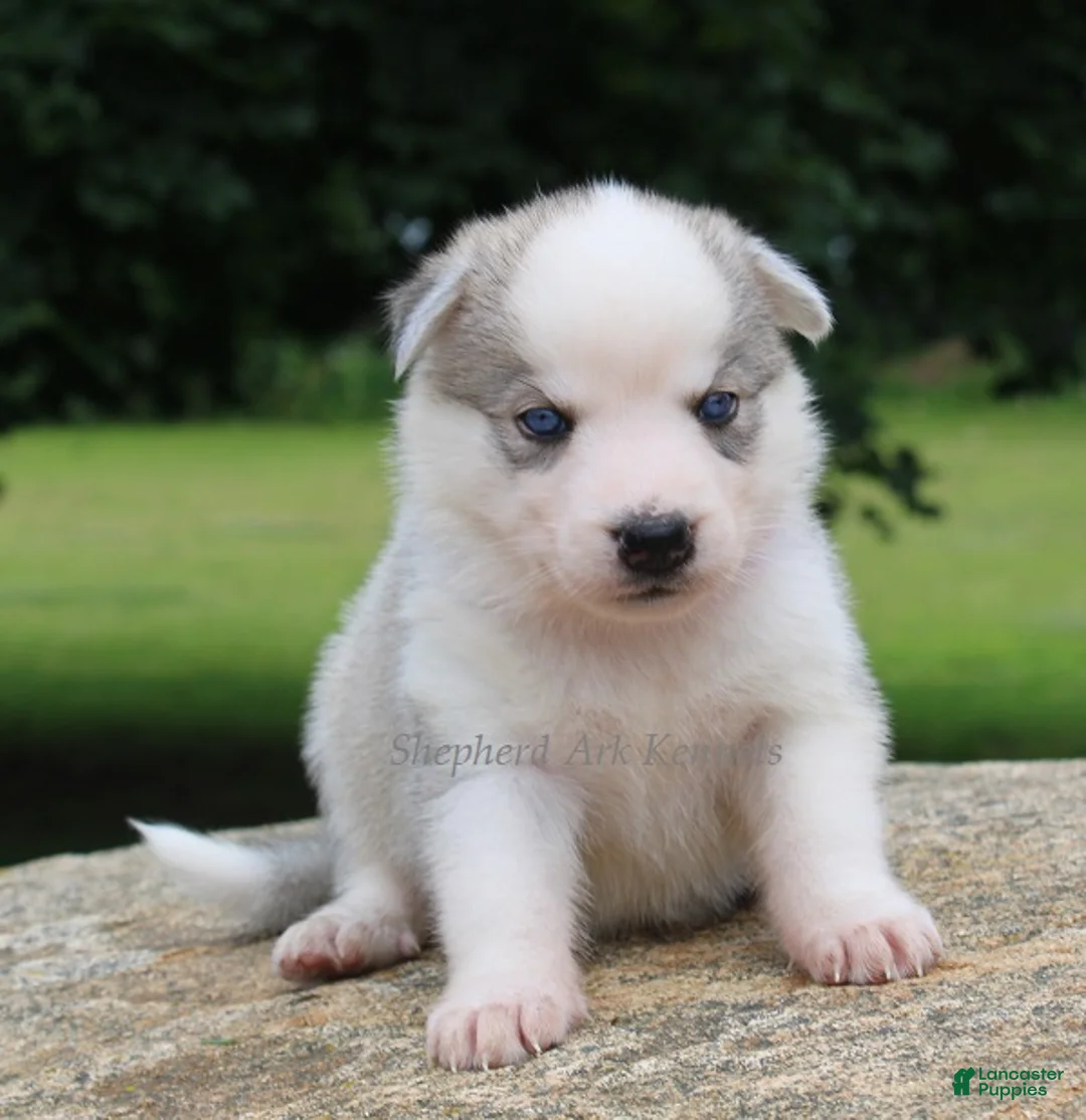 Gerberian Shepsky dogs for sale: Pink Collar Female - Ad 1
