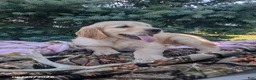 Golden Retriever dogs for sale: Winchester - Ad 6