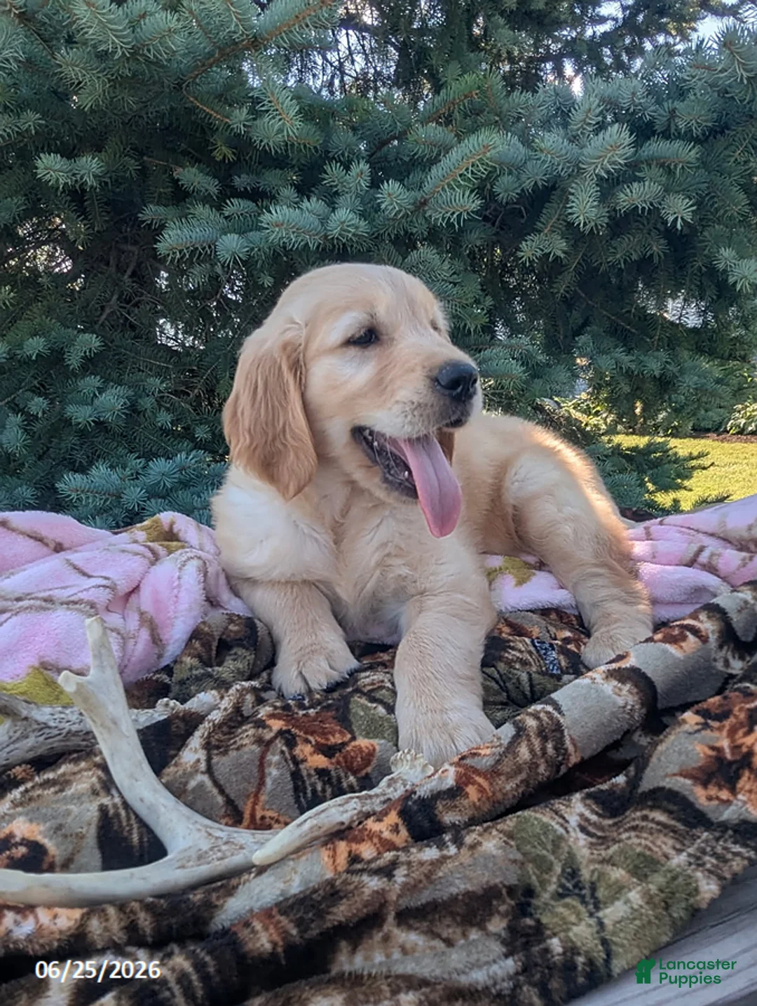 Golden Retriever dogs for sale: Winchester - Ad 6