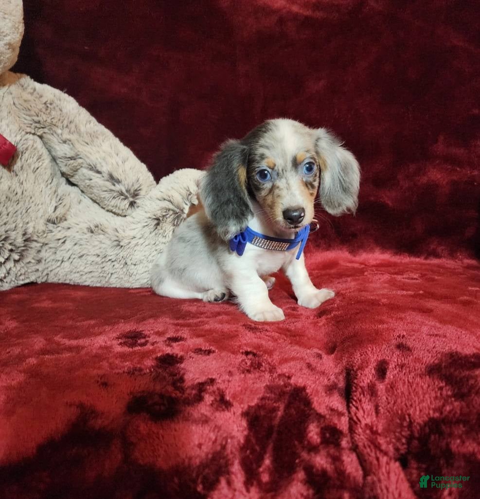 Miniature Dachshund dogs STERLING - Ad 5