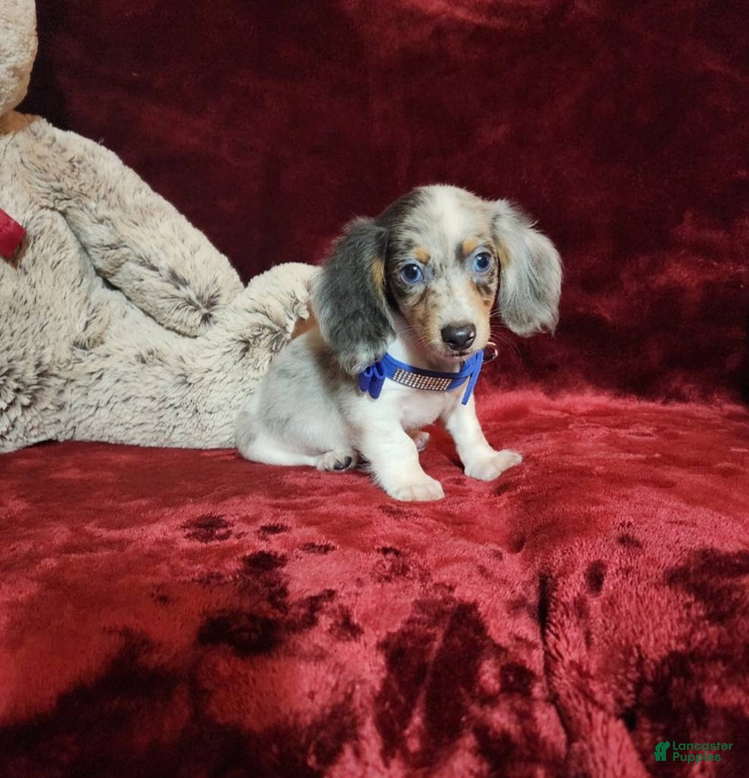 Miniature Dachshund dogs for sale: STERLING - Ad 1