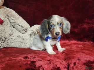Miniature Dachshund dogs STERLING - Ad 3