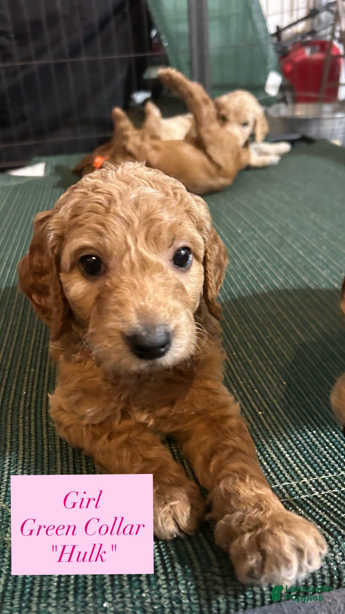 Goldendoodle dogs Hulk - Ad 16