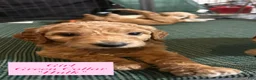Goldendoodle dogs for sale: Hulk - Ad 1