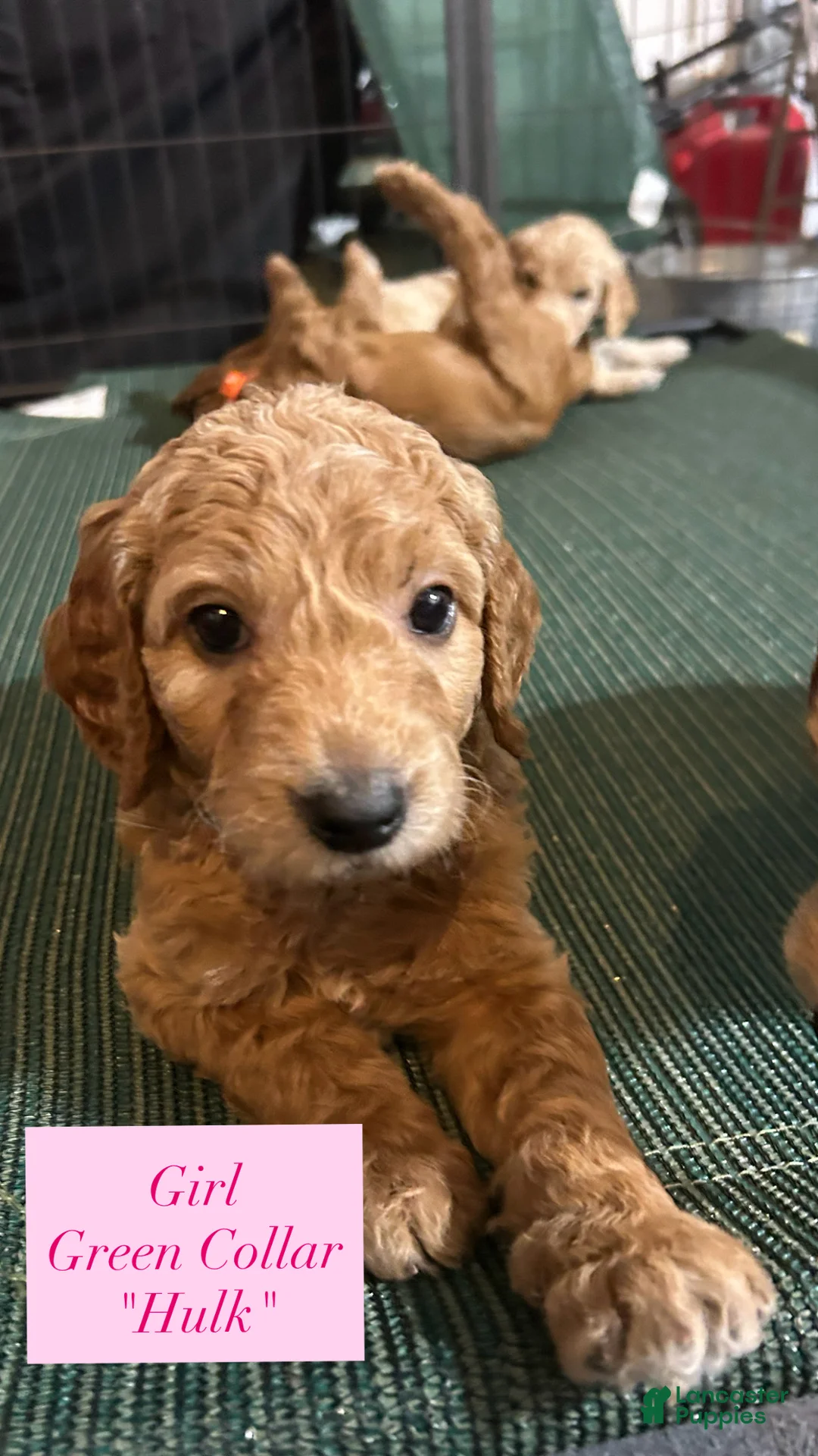 Goldendoodle dogs for sale: Hulk - Ad 1