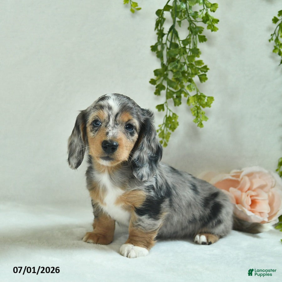 Miniature Dachshund dogs Gloria  - Ad 1