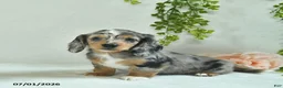 Miniature Dachshund dogs for sale: Gloria  - Ad 1