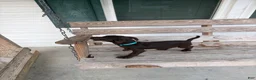 Chihuahua dogs for sale: Bruno  - Ad 1