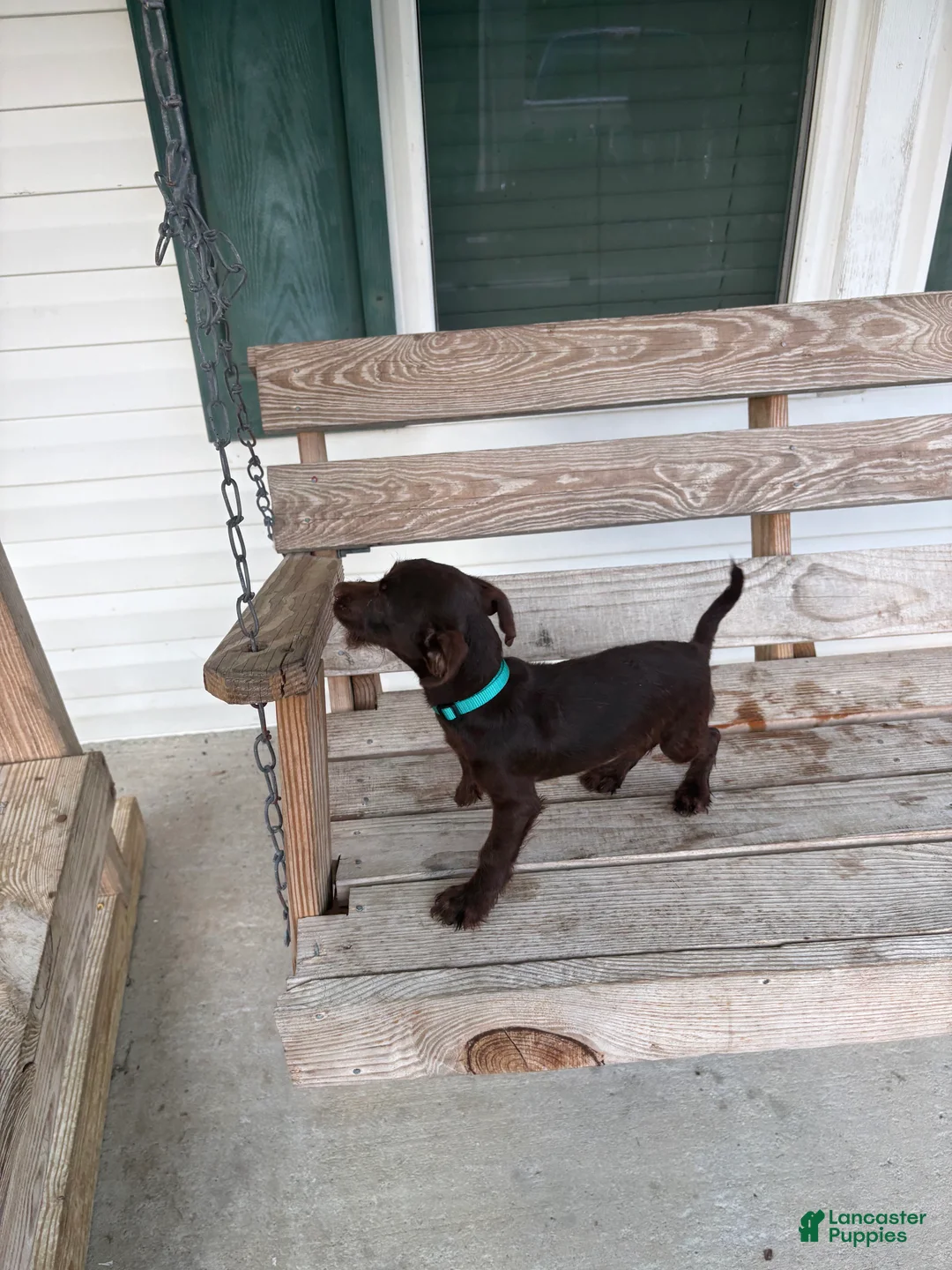 Chihuahua dogs for sale: Bruno  - Ad 1