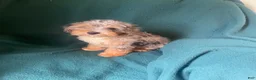 Cockapoo dogs for sale: Cockapoo 2 - Ad 7