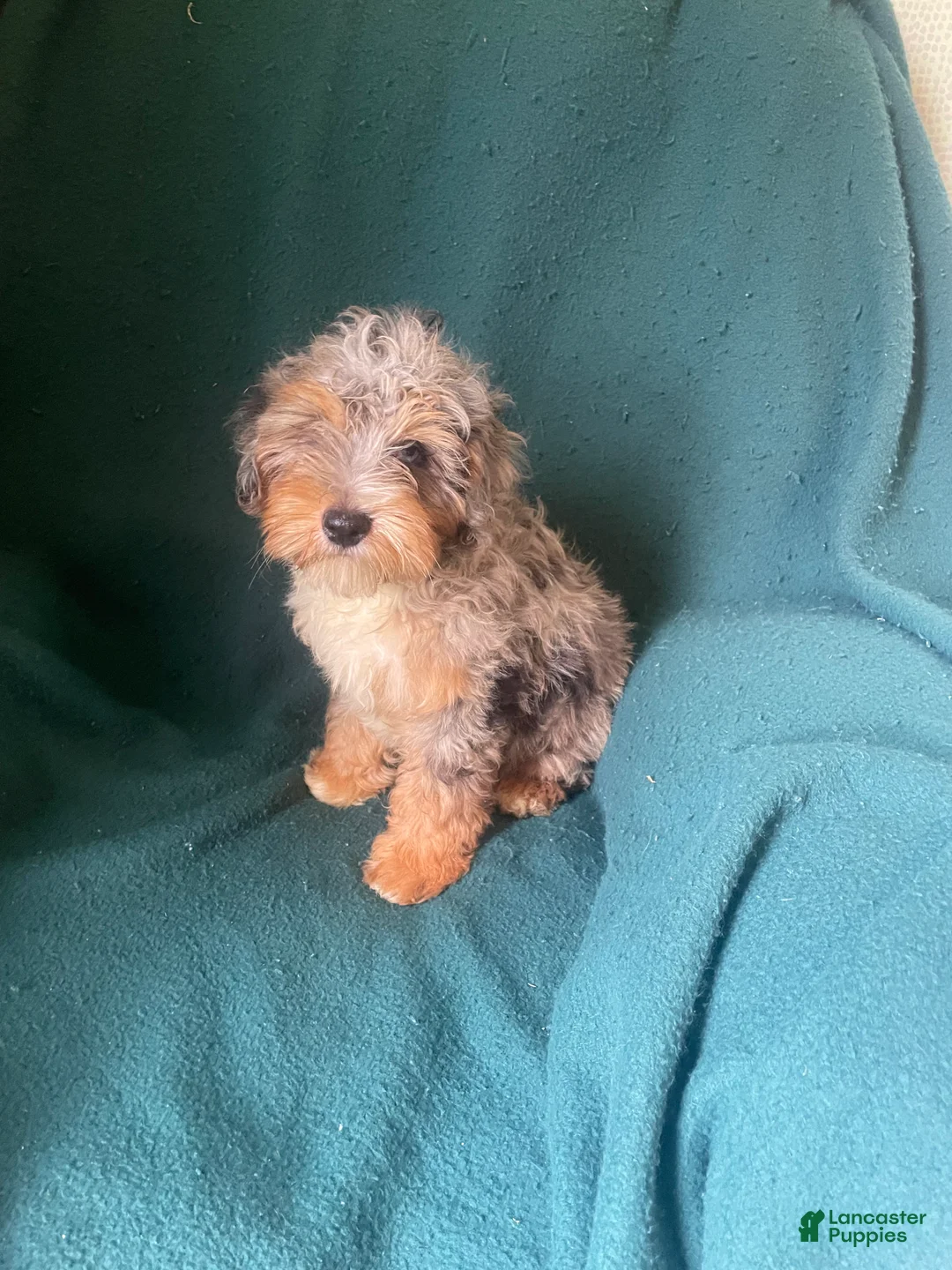 Cockapoo dogs for sale: Cockapoo 2 - Ad 7