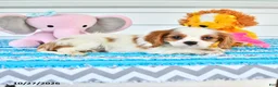 Cavalier King Charles Spaniel dogs for sale: Romeo - Ad 4