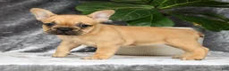 French Bulldog dogs for sale: Bethany - Ad 4