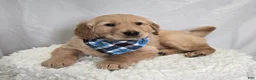 Golden Retriever dogs for sale: Parker - Ad 7