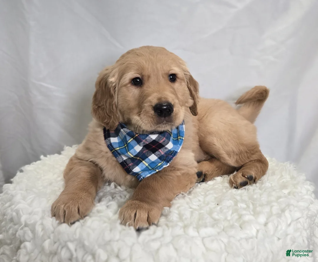 Golden Retriever dogs for sale: Parker - Ad 7