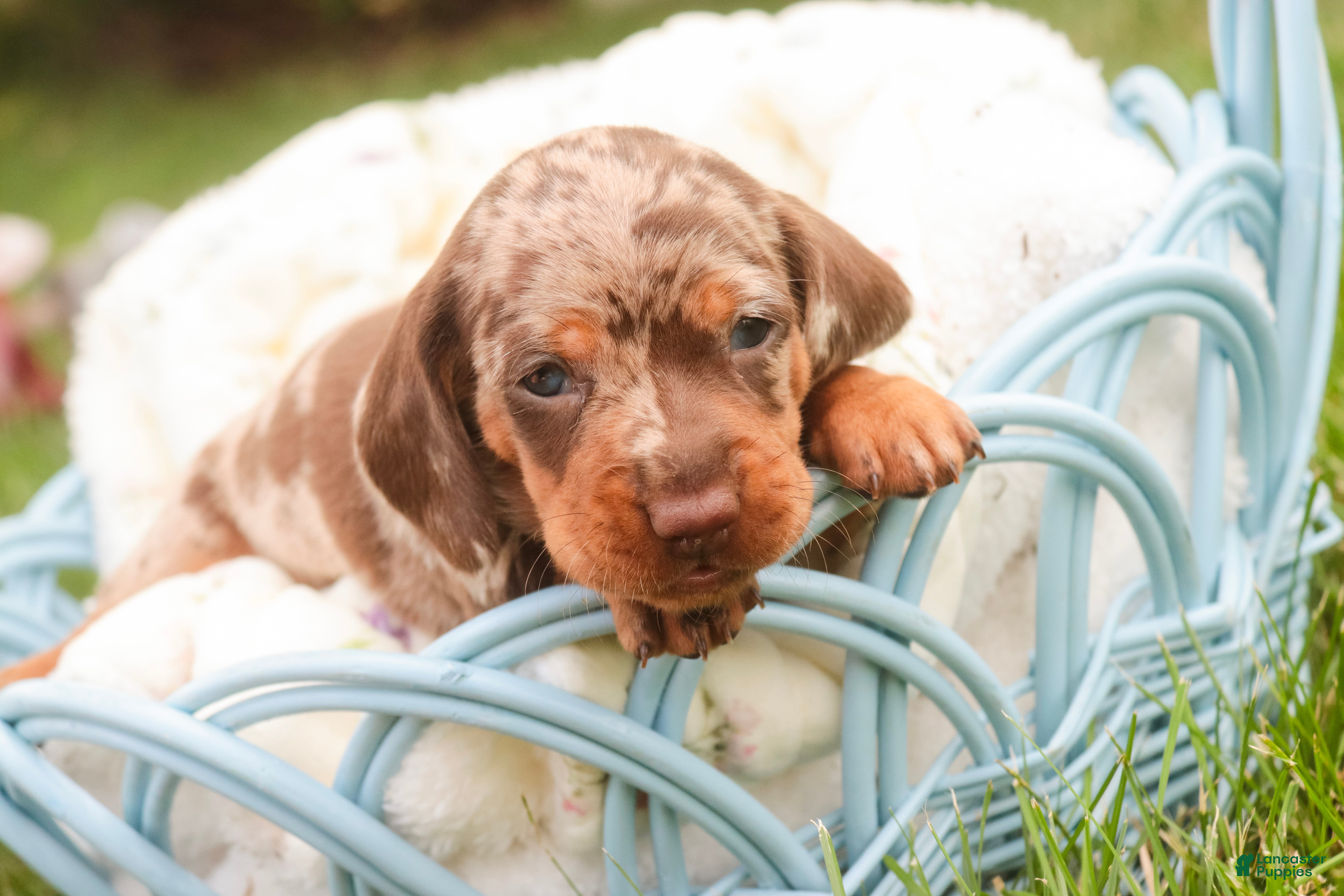 Miniature Dachshund dogs Cassidy Miniature Dachshund  - Ad 2