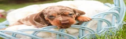 Miniature Dachshund dogs for sale: Cassidy Miniature Dachshund  - Ad 2
