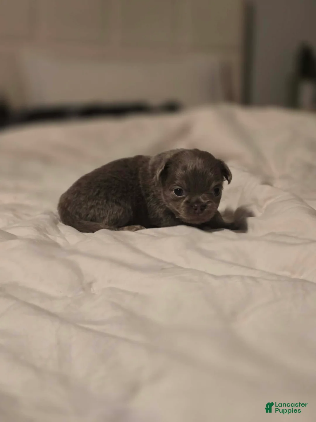 Chihuahua dogs for sale: lucky - Ad 2