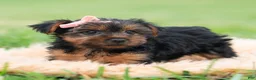 Yorkshire Terrier dogs for sale: Miki - Ad 10