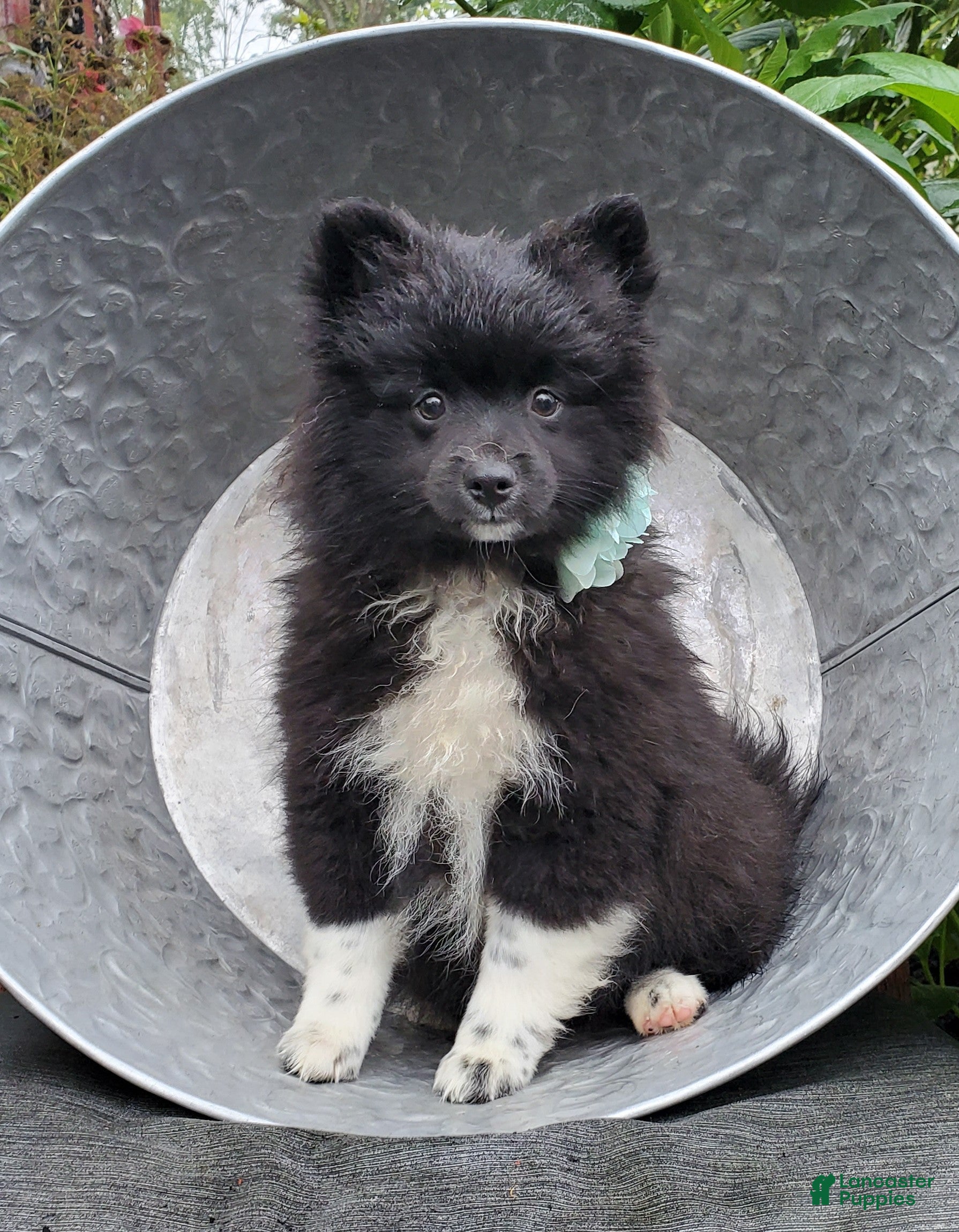Pomeranian dogs Nicole - Ad 1