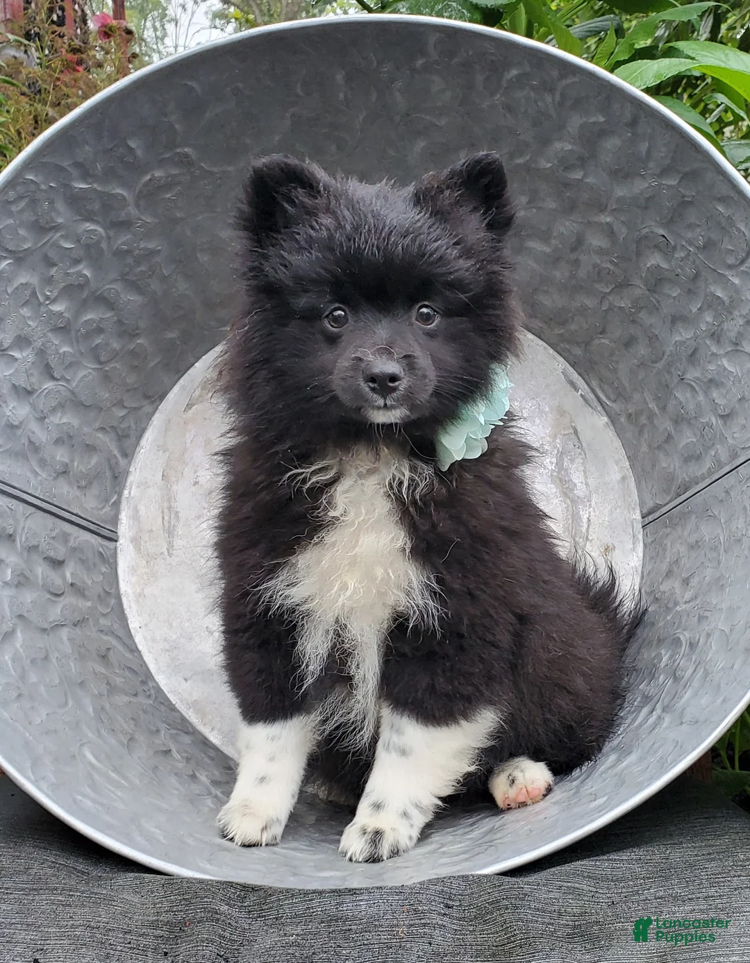 Pomeranian dogs for sale: Nicole - Ad 1