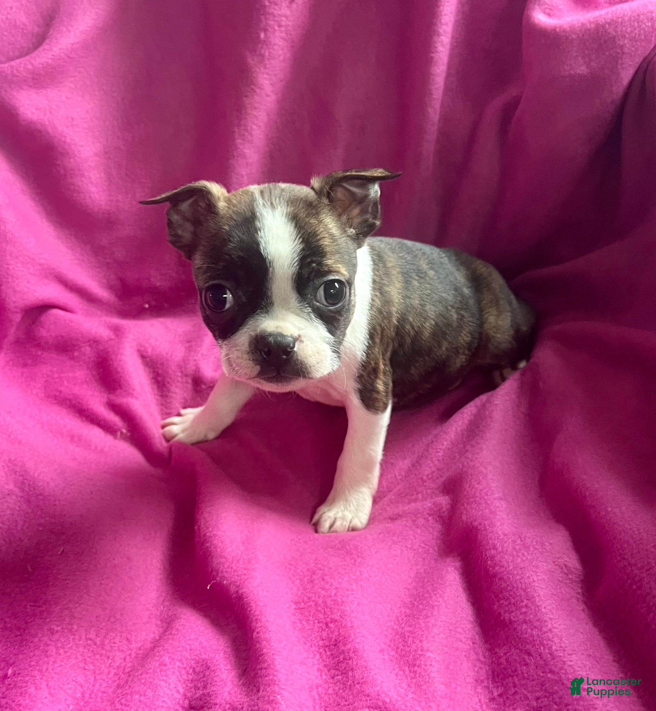 Mixed Breed dogs Karena - Ad 23