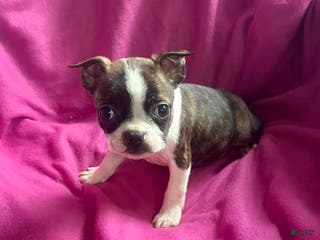 Mixed Breed dogs Karena - Ad 17