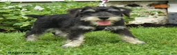 Miniature Schnauzer dogs for sale: Gavin - Ad 4
