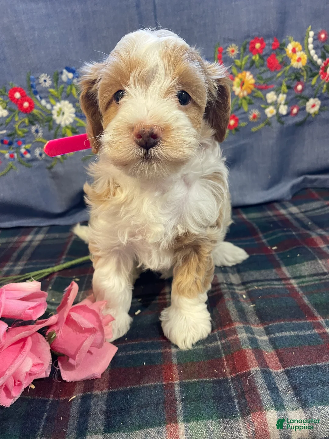 Havapoo dogs for sale: Venus - Ad 2