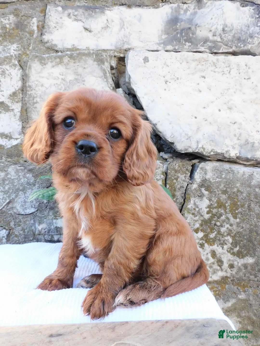 Cavalier King Charles Spaniel dogs for sale: Dozer - Ad 6