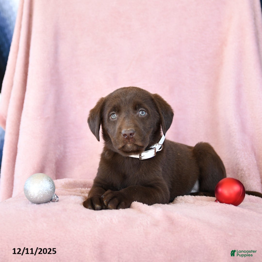 Labrador Retriever dogs for sale: Avalon - Ad 2
