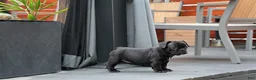 French Bulldog dogs for sale: Lilo - Solid Black Female (No brindle) - Rare - Ad 11