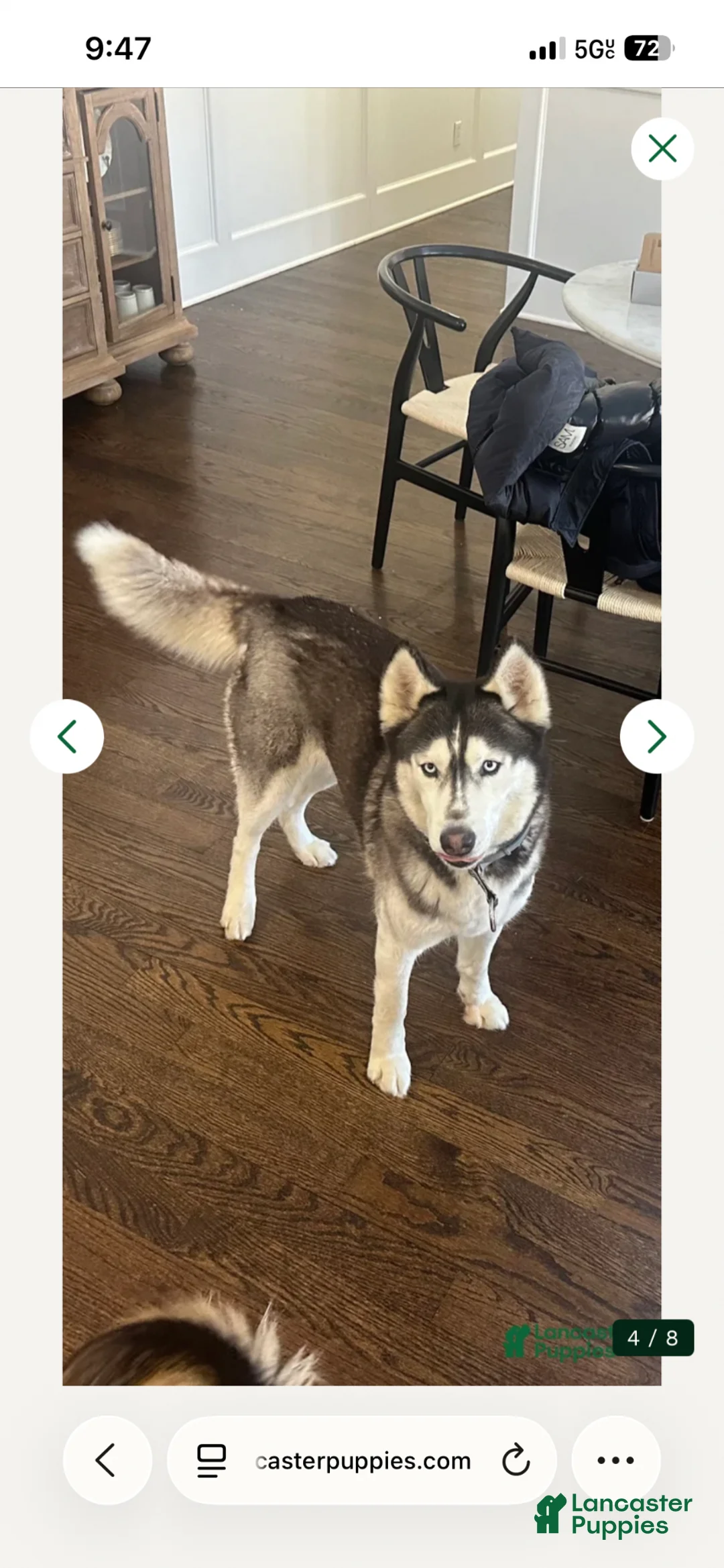 Siberian Husky dogs for sale: Siberian Husky Puppy 1 - Ad 2