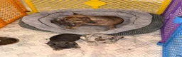 French Bulldog dogs for sale: Harvey Dent - Ad 12