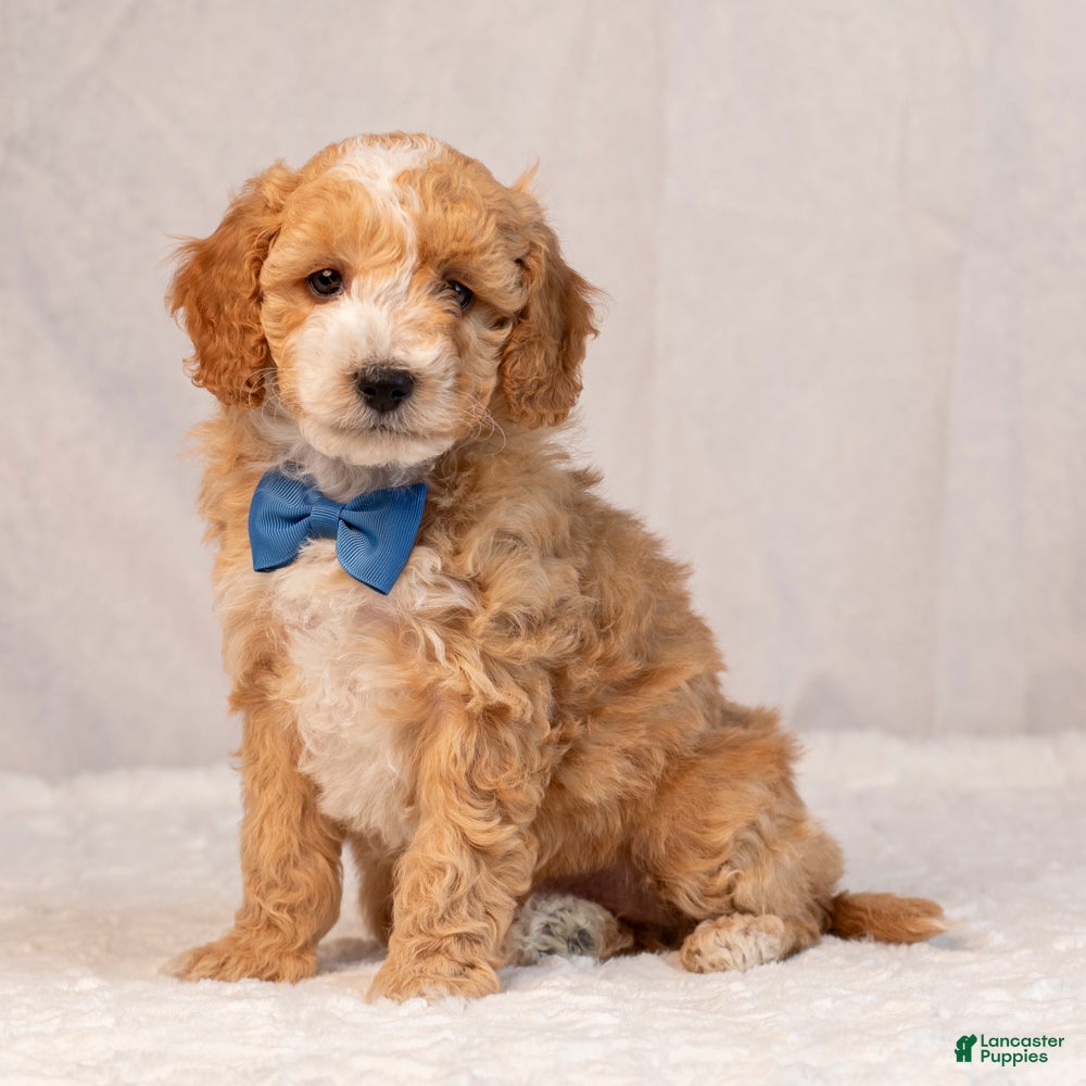 Mini Goldendoodle dogs Buster - Ad 1
