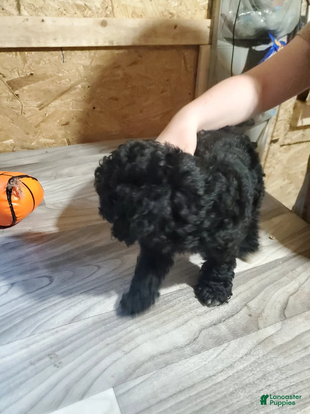 Toy Poodle dogs for sale: Girl 1 - Ad 3