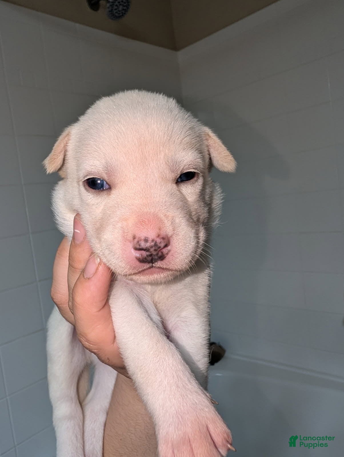 Pitsky dogs Stella - Ad 1