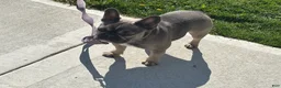 French Bulldog dogs for sale: French Bulldog Puppy 4 - Ad 2
