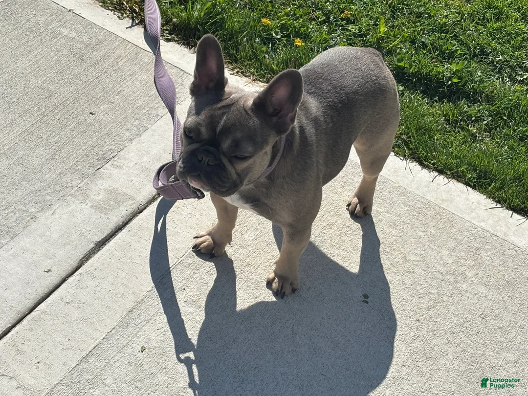 French Bulldog dogs for sale: French Bulldog Puppy 4 - Ad 2